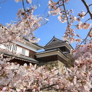 上田城跡公園の桜 お車約30分