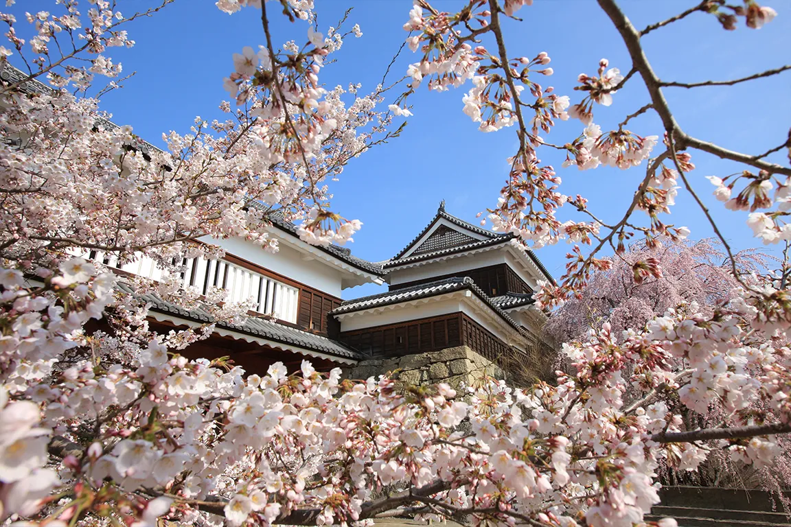 上田城跡公園の桜 お車約30分